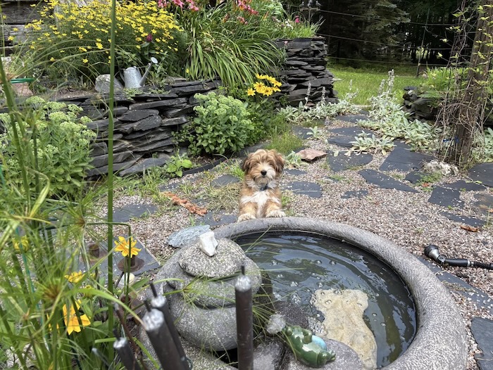 A small Havanese puppy standing up on a backyard water fountain. He is surrounded by greenery and wildflowers.