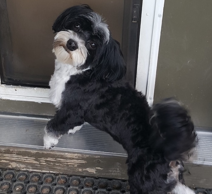 A black and white Havanese dog standing proud.